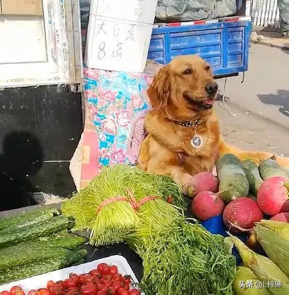 花高价买宠物狗最后发现不是纯种狗，这是一种怎样的体验？