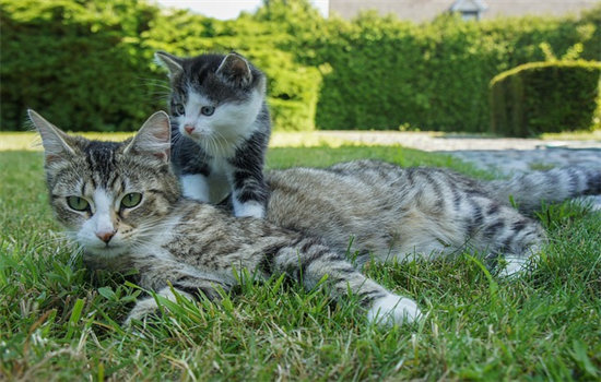 猫怀孕各阶段示意图（猫怀孕是哪个位置鼓起来）