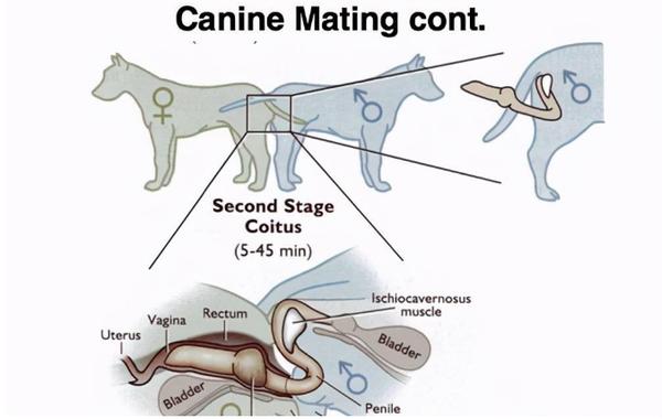 狗狗交配时难分难解？原来是生理结构导致的