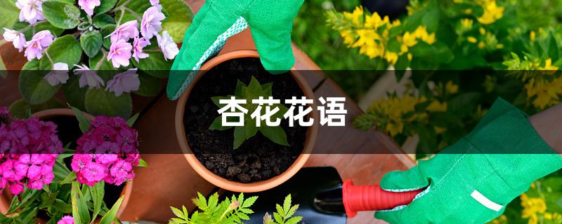 杏花的花语是什么（杏花花语）