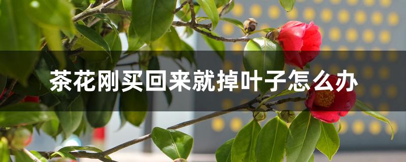 茶花买回家后掉叶子（茶花刚买回来就掉叶子怎么办）