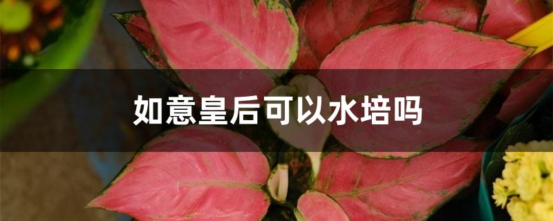 如意皇后能水培养吗（如意皇后可以水培吗）