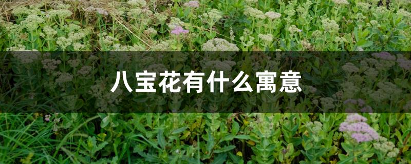 八宝花的花语是什么（八宝花有什么寓意）