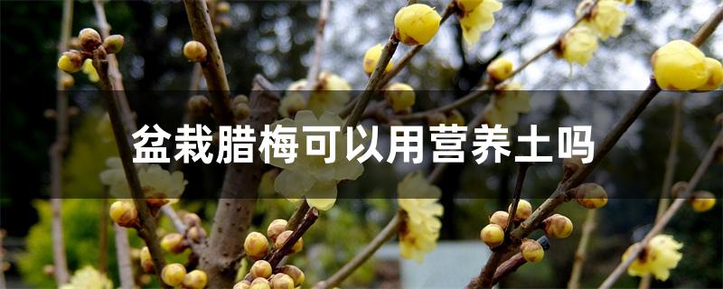 盆栽腊梅用什么土（盆栽腊梅可以用营养土吗）