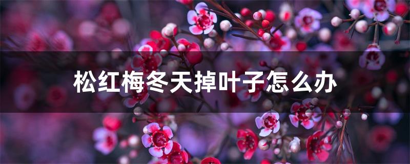 松红梅叶子干枯怎么办（松红梅冬天掉叶子怎么办）