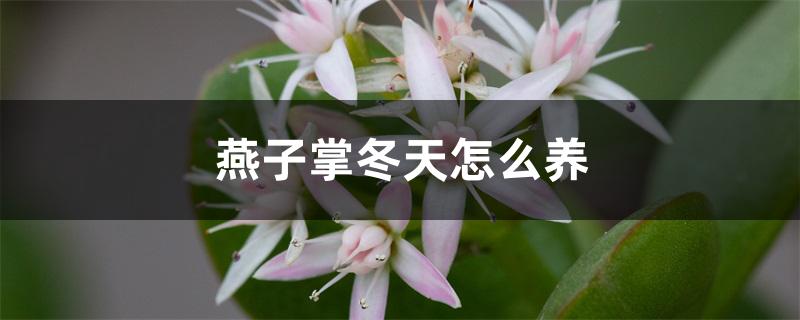 燕子掌冬季怎么养（燕子掌冬天怎么养）