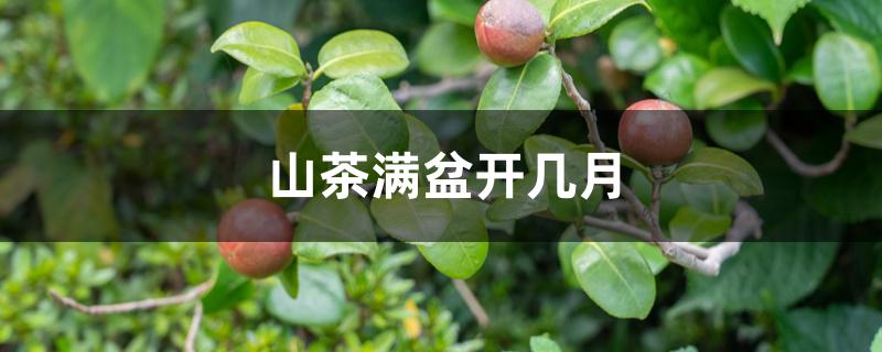 山茶满盆开几月份（山茶满盆开几月）