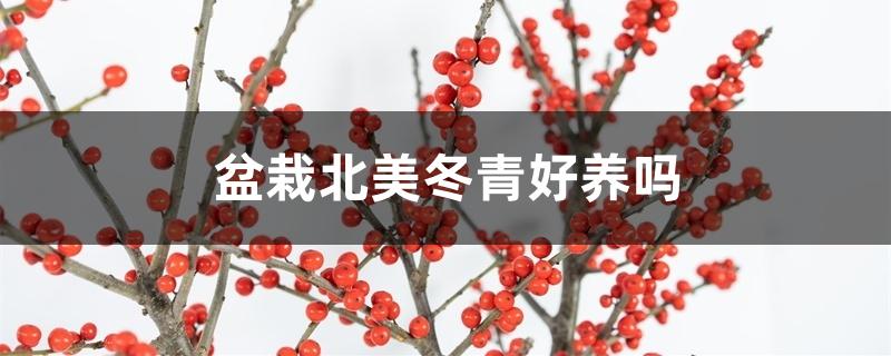 北美冬青盆栽怎么养（盆栽北美冬青好养吗）