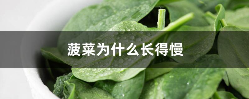 菠菜长得慢怎么回事（菠菜为什么长得慢）