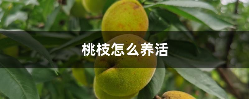 桃花枝怎么养活（桃枝怎么养活）