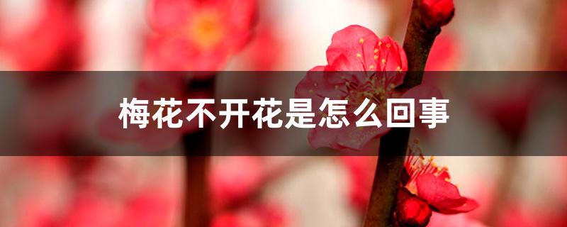 梅花为什么不开花（梅花不开花是怎么回事）