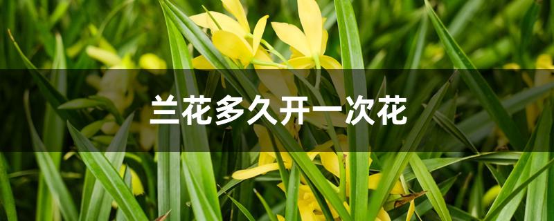 天香素兰花多久开一次花（兰花多久开一次花）