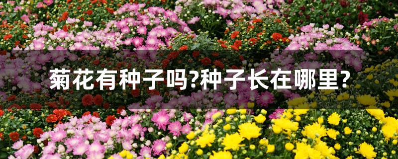 菊花的种子长在哪里?（菊花有种子吗?种子长在哪里?）