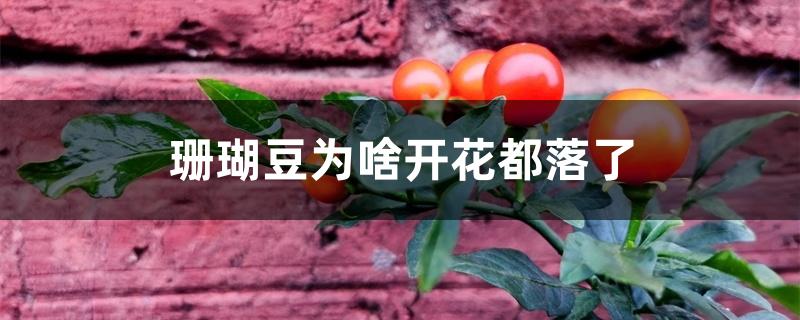 珊瑚豆为什么开花不结果（珊瑚豆为啥开花都落了）