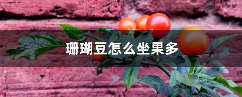 珊瑚豆怎样养才能多结果（珊瑚豆怎么坐果多）