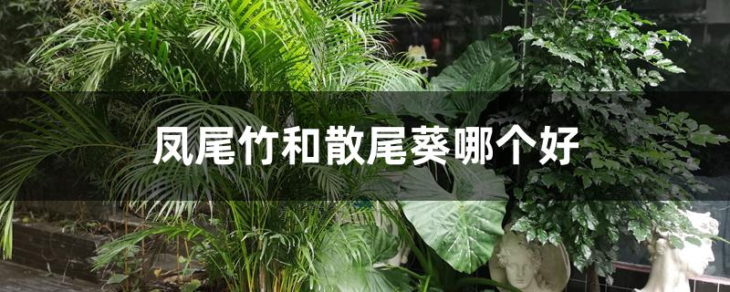 凤尾竹和散尾葵哪个好养（凤尾竹和散尾葵哪个好）