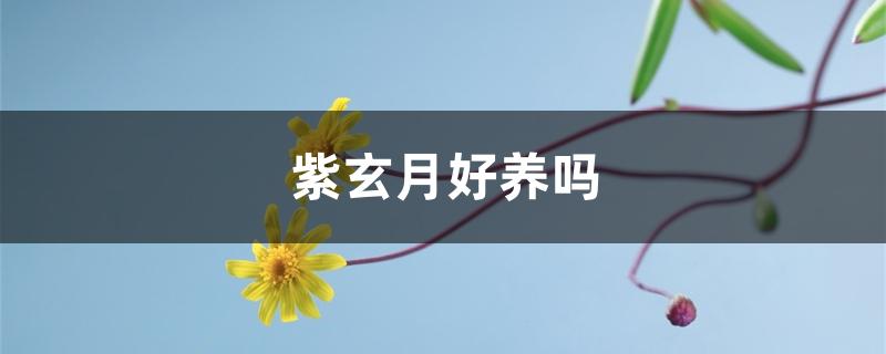 紫玄月好养吗没阳光可以养吗（紫玄月好养吗）