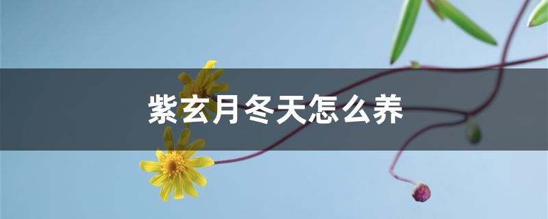 紫玄月怎么养冬天怎么样（紫玄月冬天怎么养）