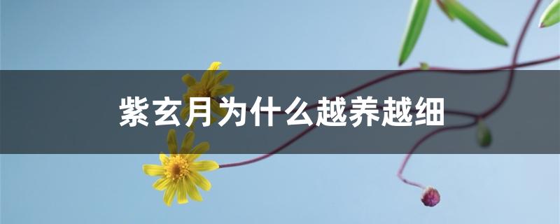 紫玄月好养吗（紫玄月为什么越养越细）