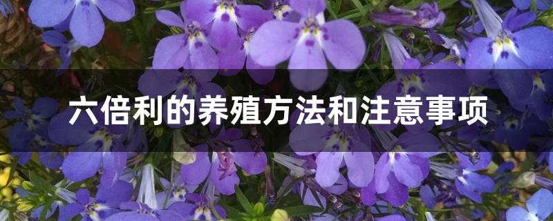 六倍利怎么养（六倍利的养殖方法和注意事项）