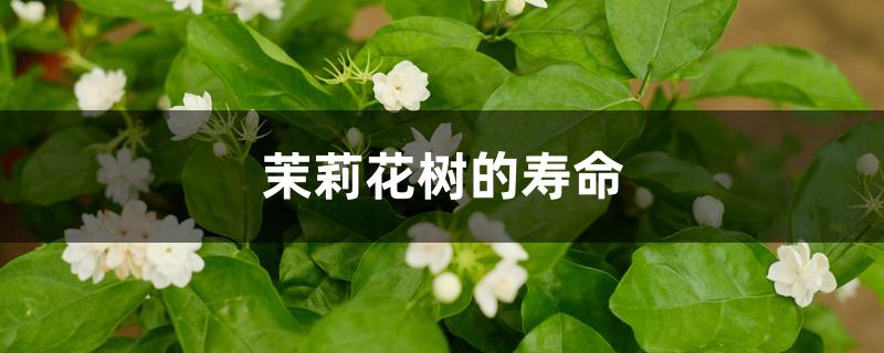 茉莉花的寿命是多少年（茉莉花树的寿命）