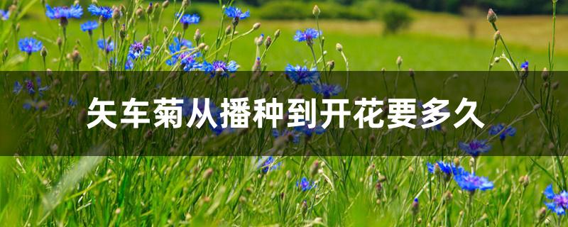 矢车菊播种时间（矢车菊从播种到开花要多久）