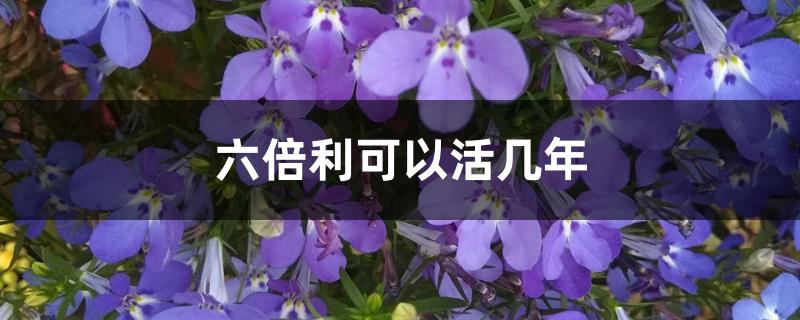 六倍利好养活吗（六倍利可以活几年）