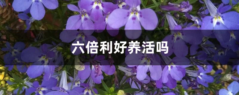 六倍利可以活几年（六倍利好养活吗）