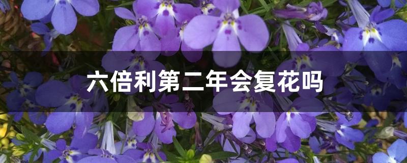 六倍利一年开几次花（六倍利第二年会复花吗）