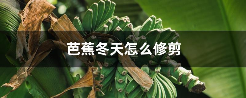 芭蕉冬季修剪（芭蕉冬天怎么修剪）