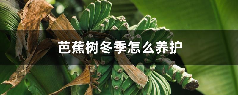 芭蕉树在北方冬季怎么养护（芭蕉树冬季怎么养护）