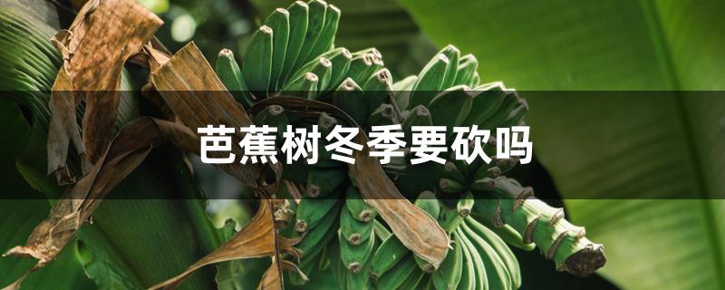 芭蕉树冬天可要砍掉（芭蕉树冬季要砍吗）