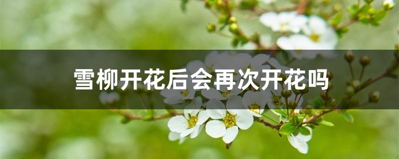 雪柳开花能开多久（雪柳开花后会再次开花吗）