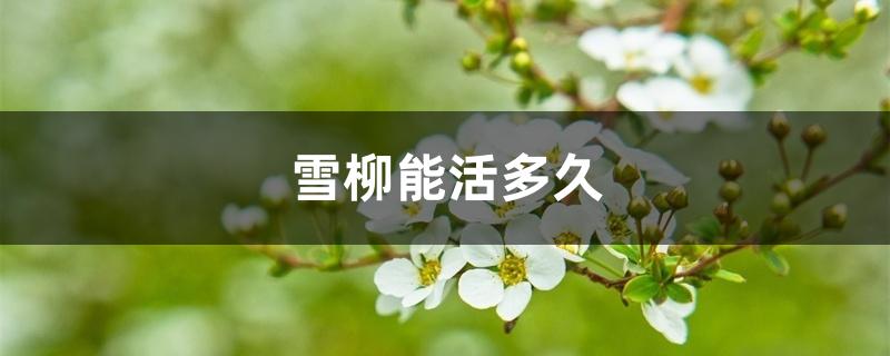 水养干枝雪柳能活多久（雪柳能活多久）