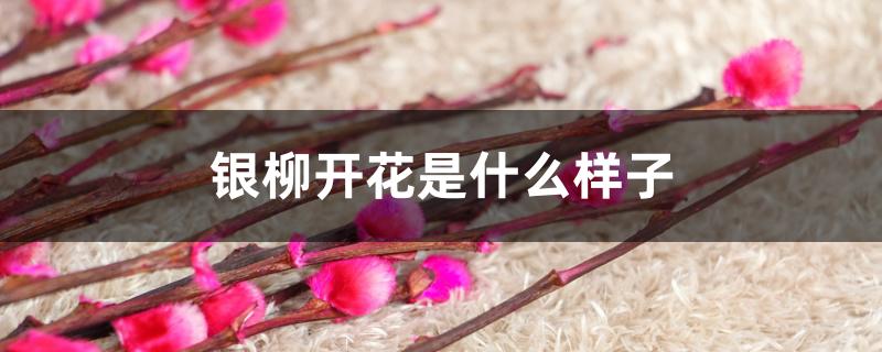 银柳的花是什么样子（银柳开花是什么样子）