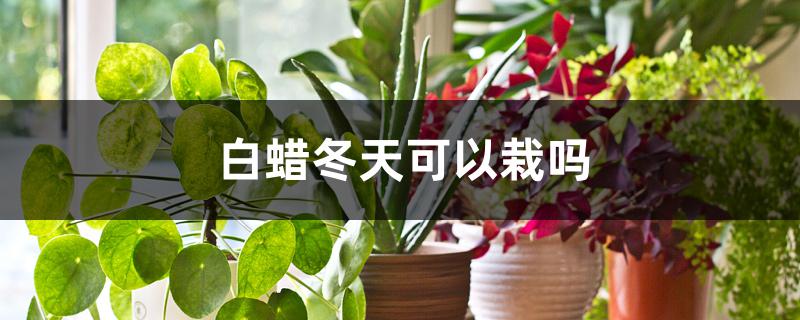 冬季栽植白蜡可以吗（白蜡冬天可以栽吗）