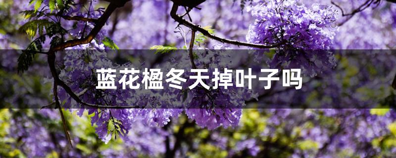 蓝花楹冬天会落叶吗（蓝花楹冬天掉叶子吗）