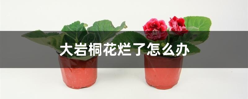 大岩桐花根部以上烂了怎么办（大岩桐花烂了怎么办）