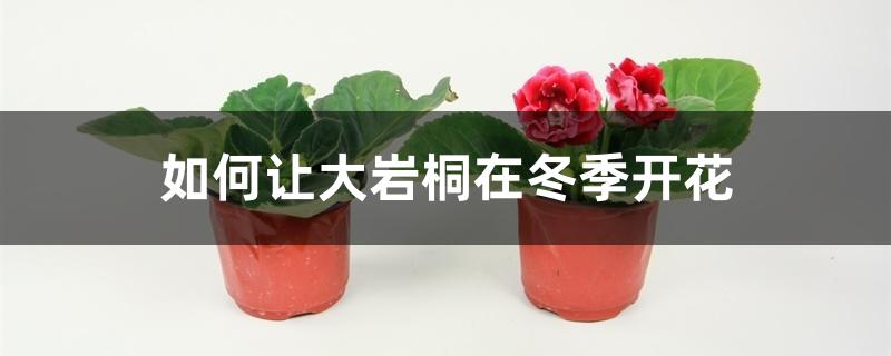 大岩桐冬季开花吗（如何让大岩桐在冬季开花）