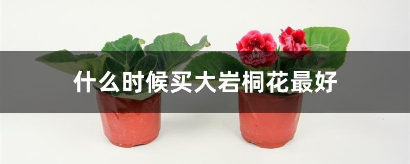 大岩桐花期几月份（什么时候买大岩桐花最好）