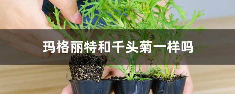 玛格丽特是菊花吗（玛格丽特和千头菊一样吗）