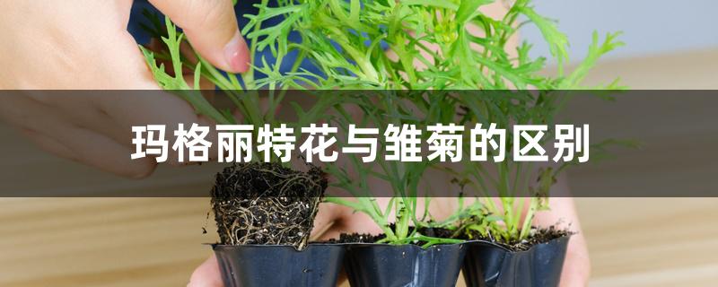 玛格丽特是菊花的一种吗（玛格丽特花与雏菊的区别）