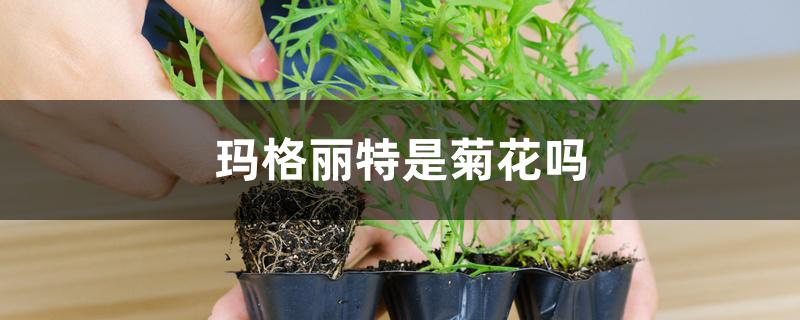 玛格丽特属于菊花吗（玛格丽特是菊花吗）