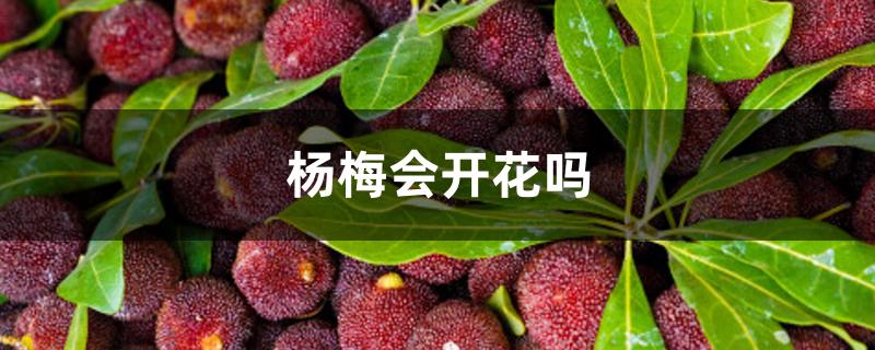 杨梅会开花吗百科（杨梅会开花吗）