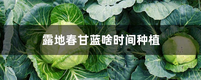 露地春甘蓝啥时间种植丫,兰州市几月份种地好（露地春甘蓝啥时间种植）