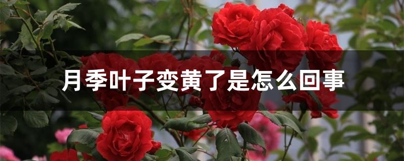 冬天月季叶子变黄了是怎么回事（月季叶子变黄了是怎么回事）