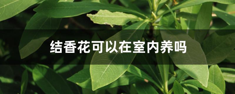 结香花可以种在家里吗（结香花可以在室内养吗）