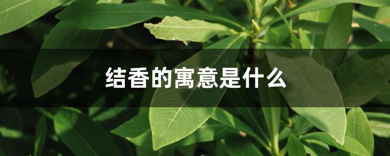 结香花的寓意（结香的寓意是什么）