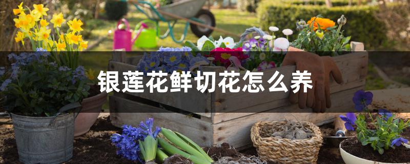 金银莲花能养多久（银莲花鲜切花怎么养）