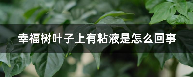 幸福树叶面上有粘液是什么原因（幸福树叶子上有粘液是怎么回事）